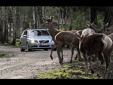 Volvo technology to reduce collisions with animals